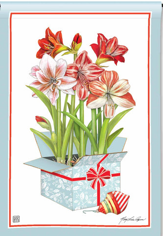 Amaryllis Box GF
