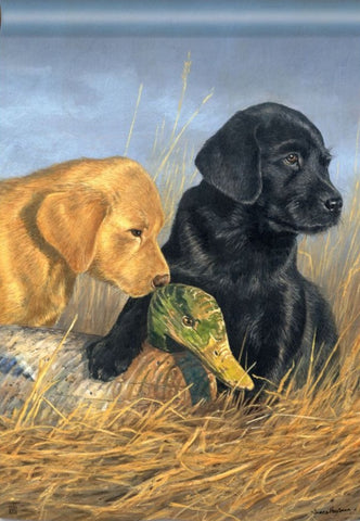 Lab Puppies