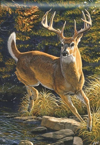 Whitetail Buck