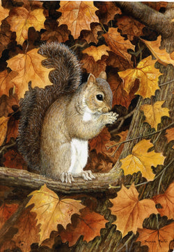 Autumn Grey Squirrel