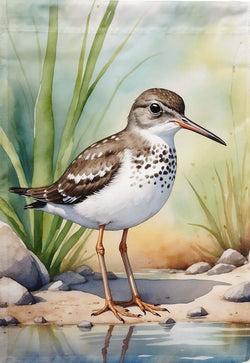 Spotted Sandpiper House Flag