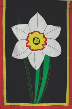 Narcissus