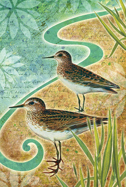 Sandpipers