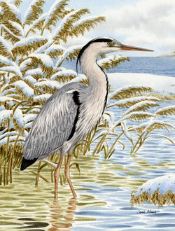 Blue Heron in the Water