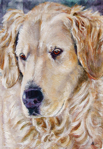 Golden Retriever Contemplation