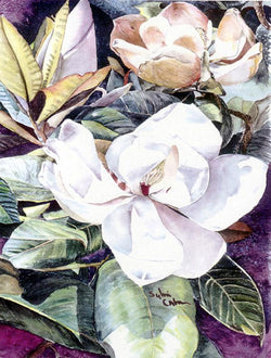 Magnolia